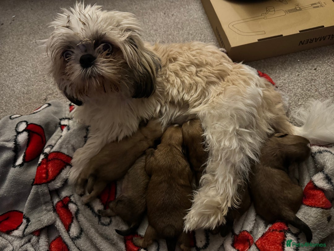 Shih Tzu dogs for sale: 5 beautiful Shih tzu puppies  - Image 4