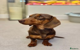 Miniature Dachshund dogs for stud: KC reg Mini Chocolate & tan STUD,Proven,PRA clear - Image 4