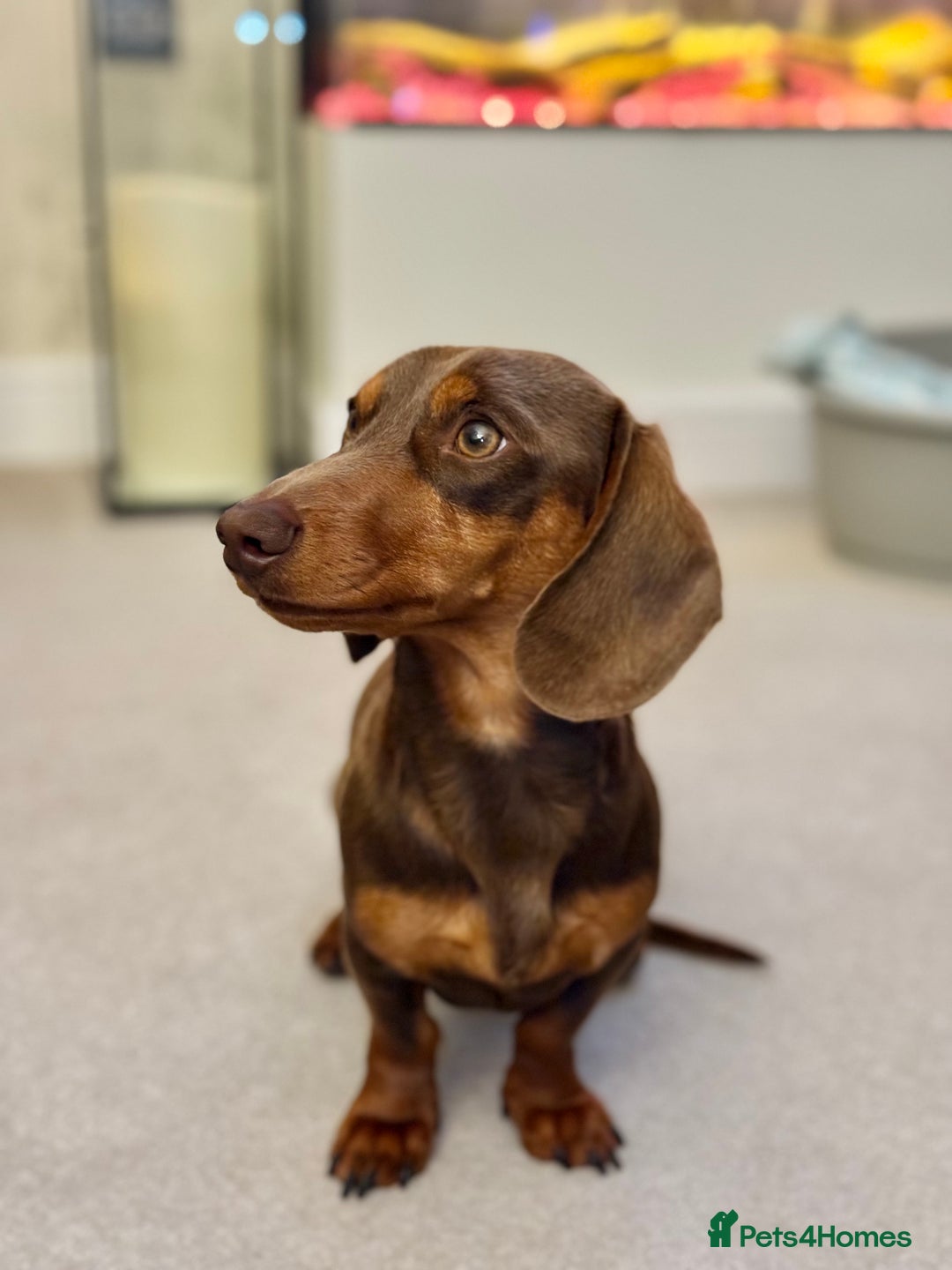 Miniature Dachshund dogs for stud: KC reg Mini Chocolate & tan STUD,Proven,PRA clear - Image 4