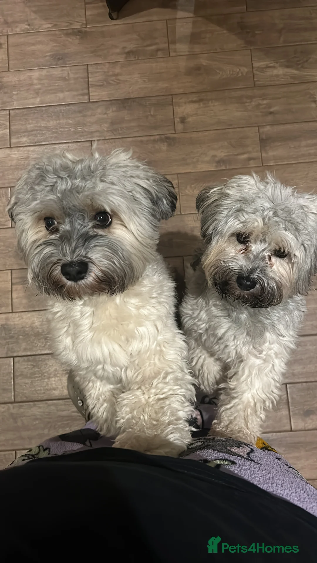 Havanese dogs for stud: Our sweetheart Teddy is now available for stud. - Advert 10