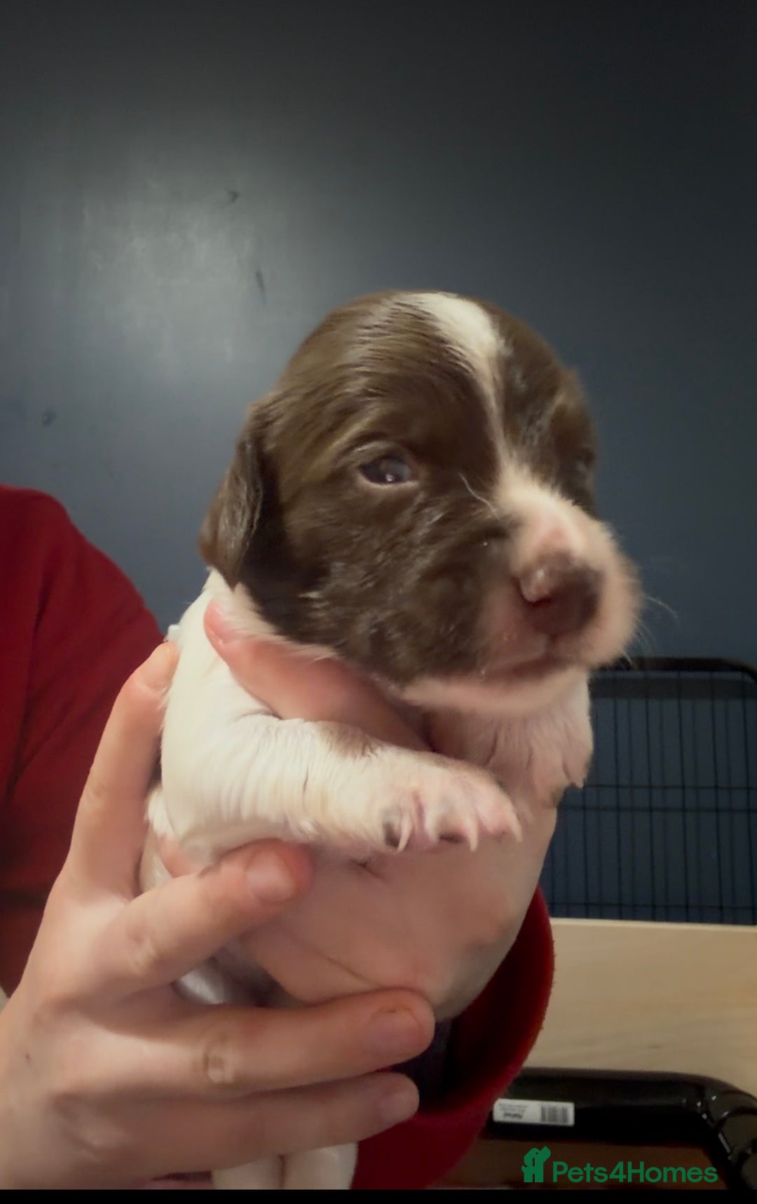 English Springer Spaniel dogs for sale: KC Registered English Springer Spaniel puppies - Advert 12