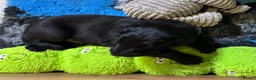 Flat coated Retriever dogs for sale: Flat Coated Retriever Puppies   - Advert 10