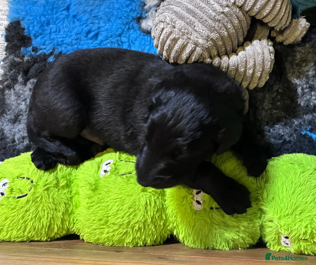 Flat coated Retriever dogs for sale: Flat Coated Retriever Puppies   - Advert 10
