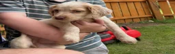 Cocker Spaniel dogs for sale: Working Cocker Spaniel Puppy - Advert 3