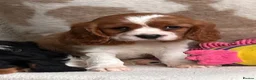 Cavalier King Charles Spaniel dogs for sale: Beautiful cavalier King Charles puppies  - Advert 12