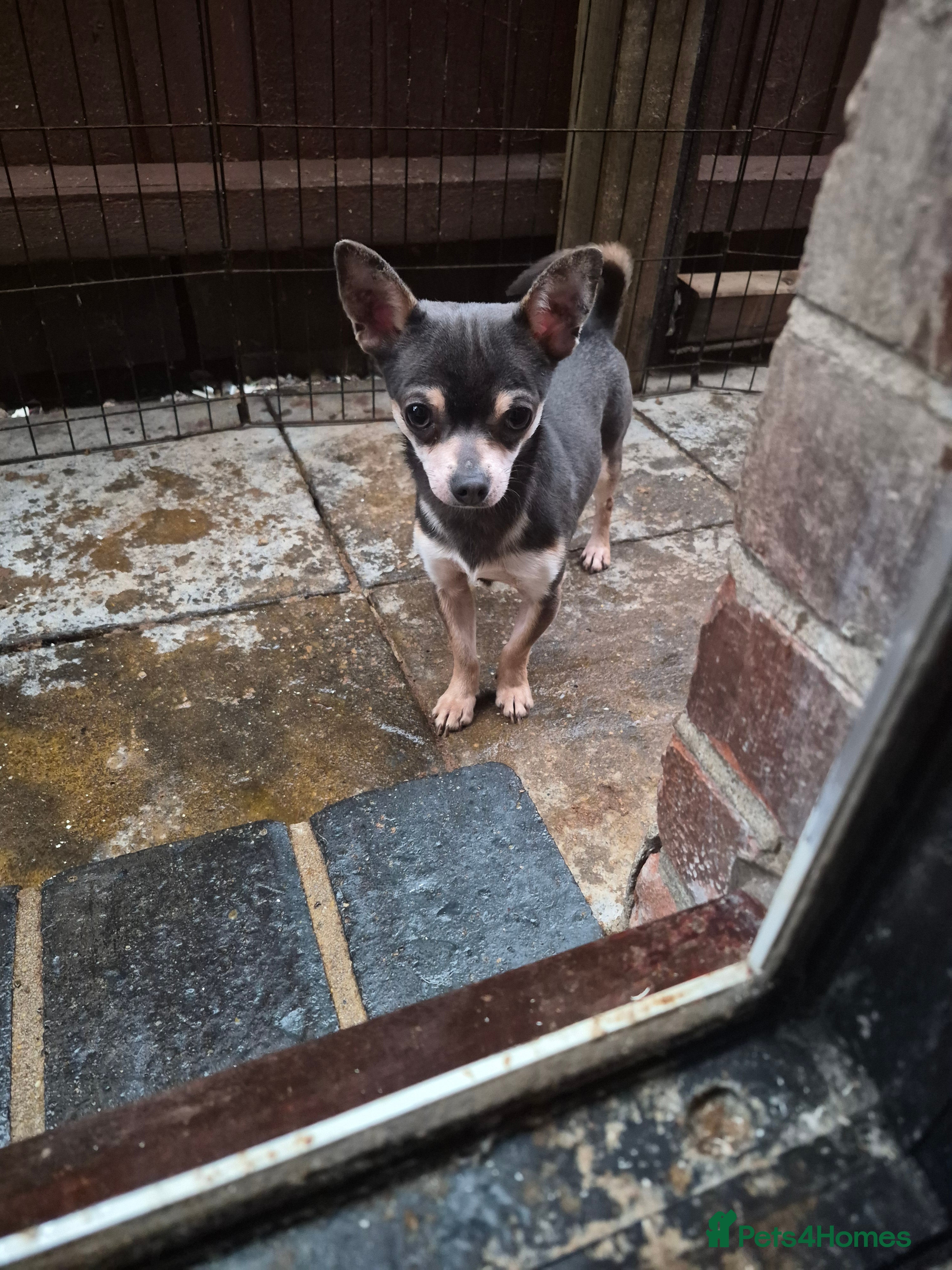 Chihuahua dogs Beautiful tri lilac boy Chihuahua  - Advert 15