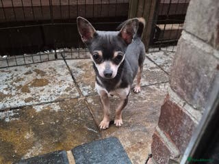 Chihuahua dogs Beautiful tri lilac boy Chihuahua - Advert 15