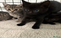 British Shorthair cats for sale: 5 British short hair kittens  - Image 4