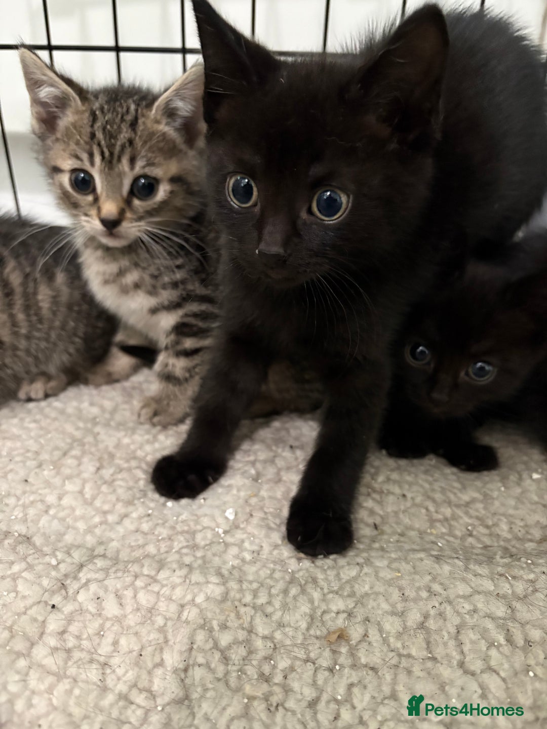British Shorthair cats for sale: 5 British short hair kittens  - Image 4