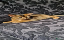Abyssinian cats for sale: Last aby boy - Image 5