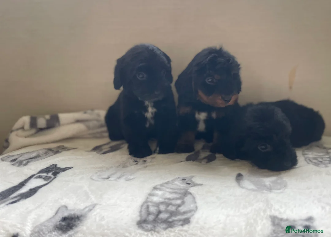 Cockapoo dogs for sale: Beautiful F1 cockapoos  - Advert 8