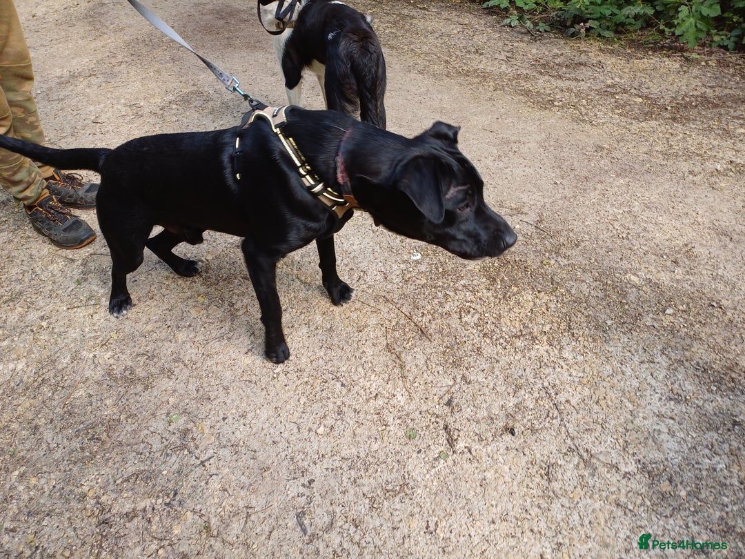 Mixed Breed dogs for adoption: SHEAMUS - a handsome boy for an experienced Owner - Image 2