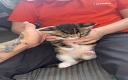 Bengal cats for sale: 2 male kittens left ready now  - Image 3