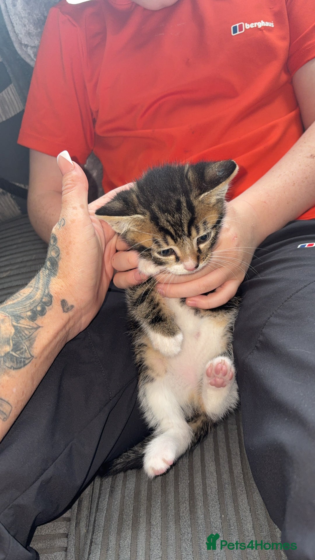 Bengal cats for sale: 2 male kittens left ready now  - Image 3