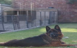 German Shepherd dogs for sale: Tyson - KC registered German shepherd  - Image 4