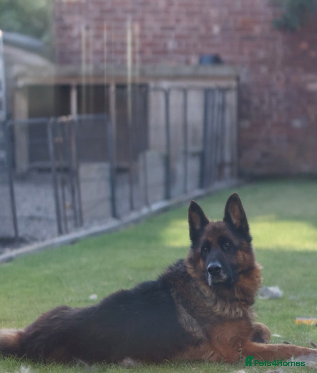 German Shepherd dogs for sale: Tyson - KC registered German shepherd  - Image 4