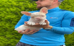 French Bulldog dogs for sale:  11 weeks old Unique French bulldogs pups - Image 3