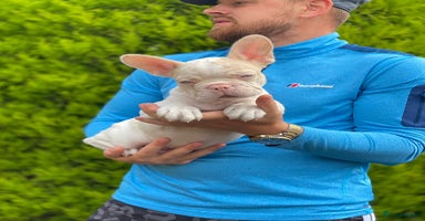 French Bulldog dogs - Advert 4