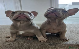 French Bulldog dogs for sale: Reduced KC French issabella Bulldog Puppies 2left in Mansfield - Image 1