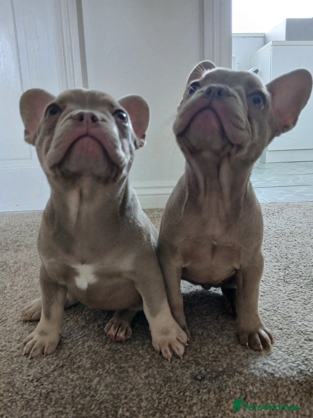 French Bulldog dogs for sale: Reduced KC French issabella Bulldog Puppies 2left in Mansfield - Image 1