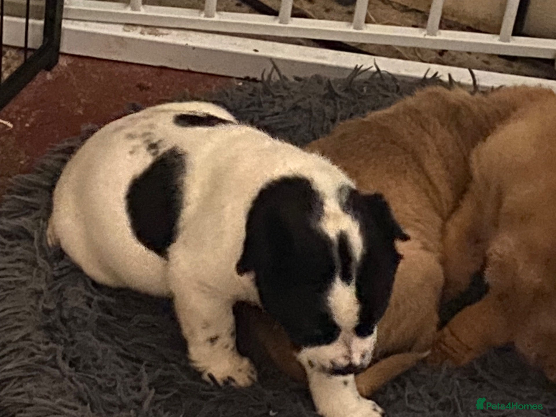 Mixed Breed dogs Sharpei x Ridgeback last bitch - Advert 6