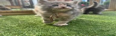 Maine Coon 1