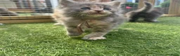 Maine Coon cats for sale: TICA Registered Maine Coon Kittens 🐾 - Advert 12