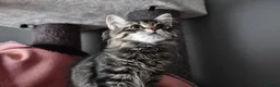 Siberian cats for sale: Siberian Kitens from Tunguska House Cattery - Advert 12