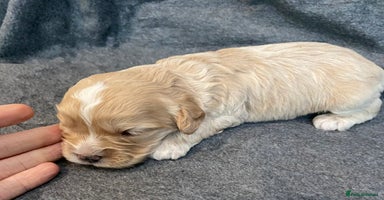 Cavapoo dogs - Advert 15