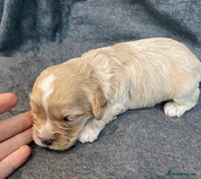 Cavapoo dogs - Advert 4