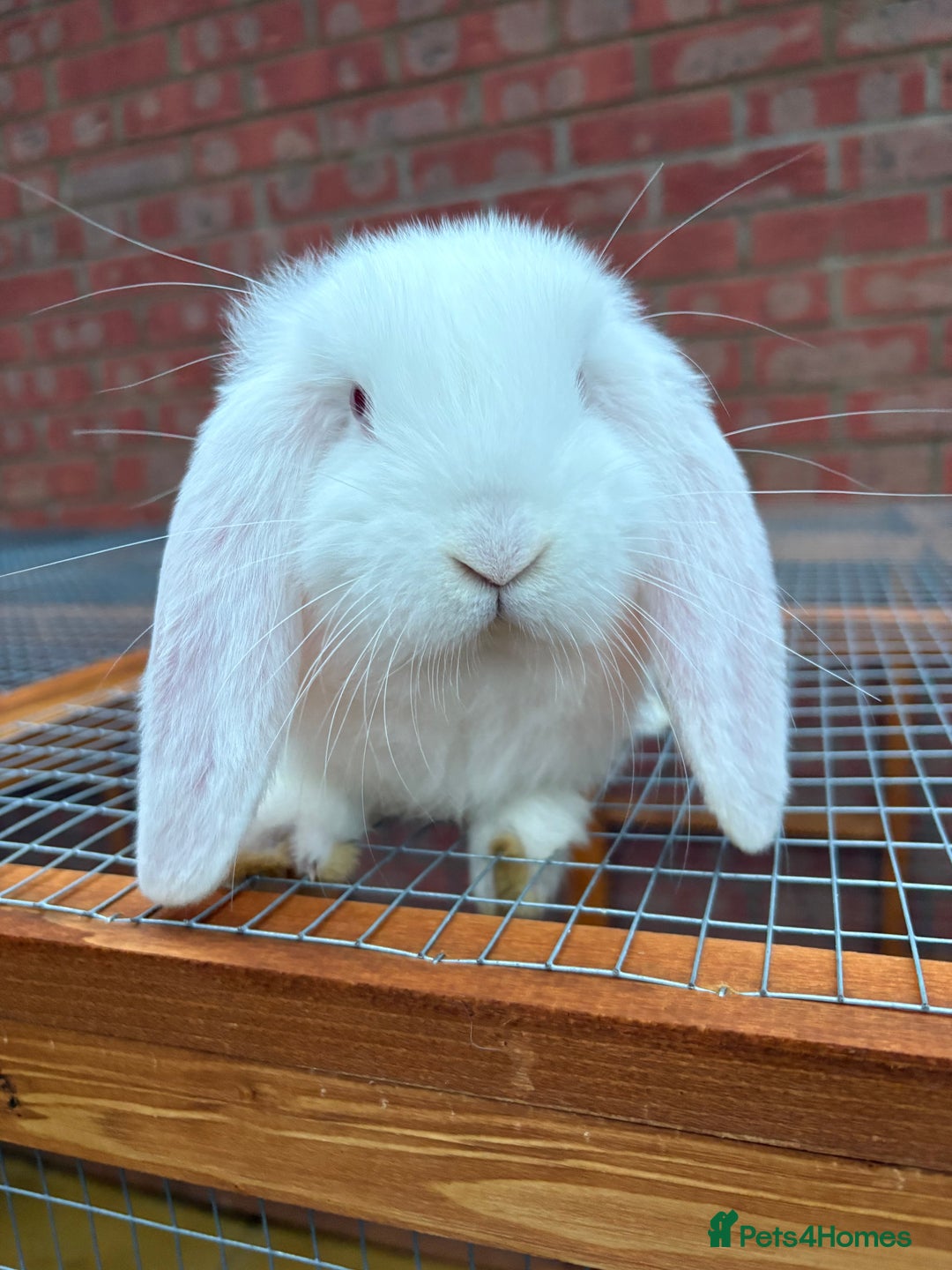 French Lop rabbits for sale: REW French Lop - Advert 4