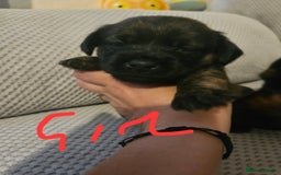 Mixed Breed dogs for sale: Beautiful dachshund/jug x terrier - Image 31