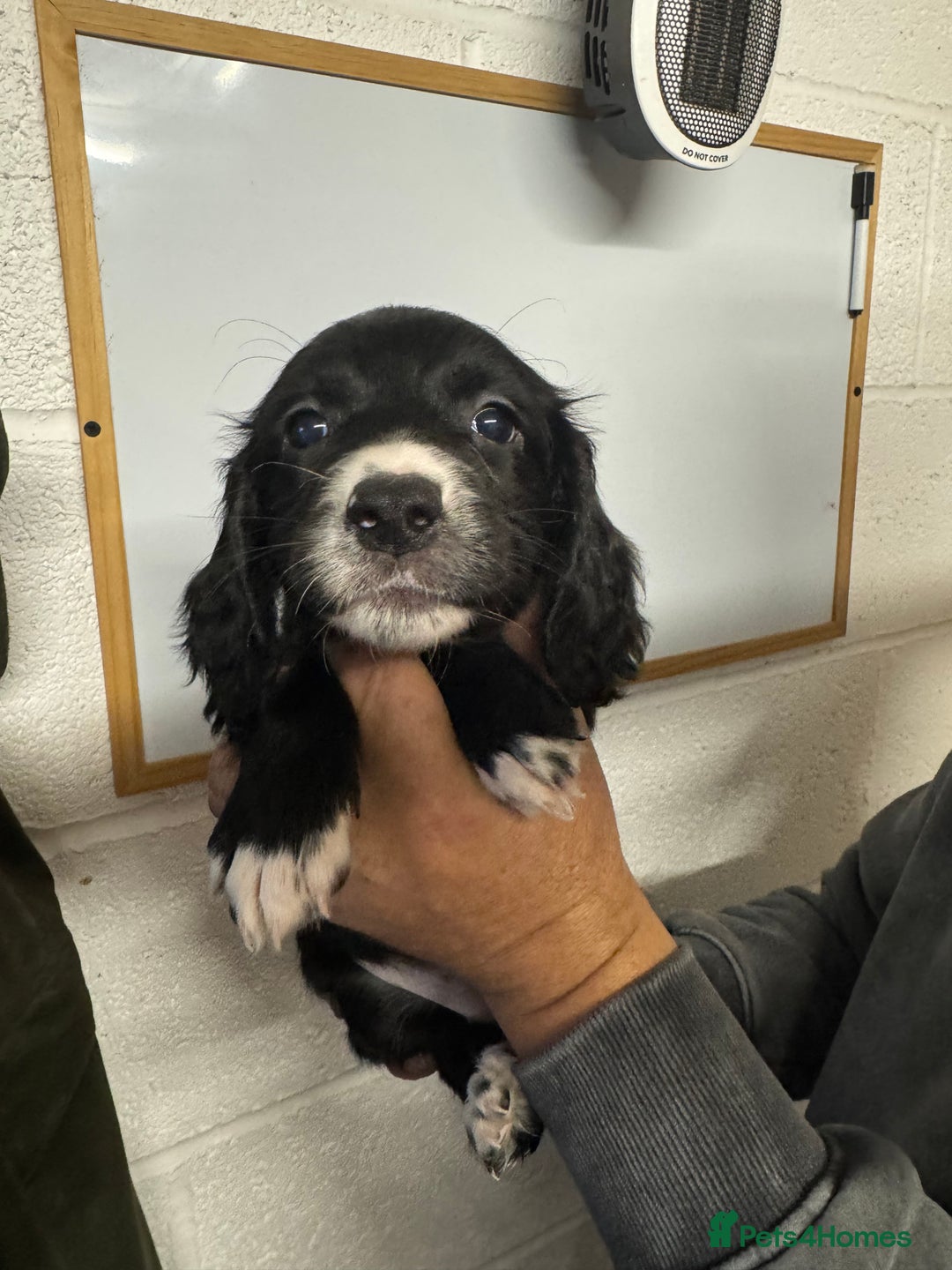 Sprocker dogs for sale: Sprocker Spaniel Pups- Ready To Go - Image 16