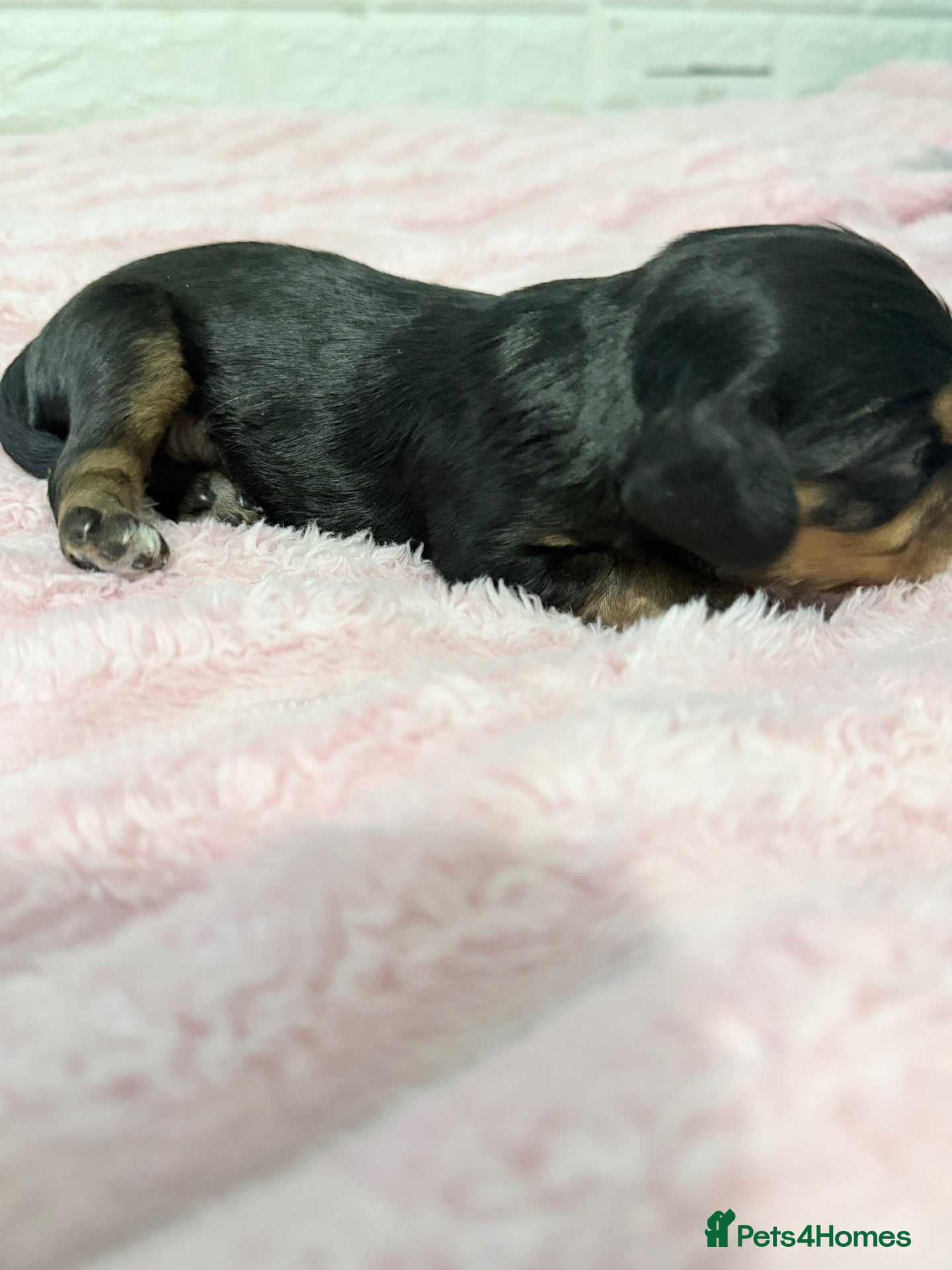 Cavalier King Charles Spaniel dogs Tri coloured and Black and Tan cavalier puppies  - Advert 14