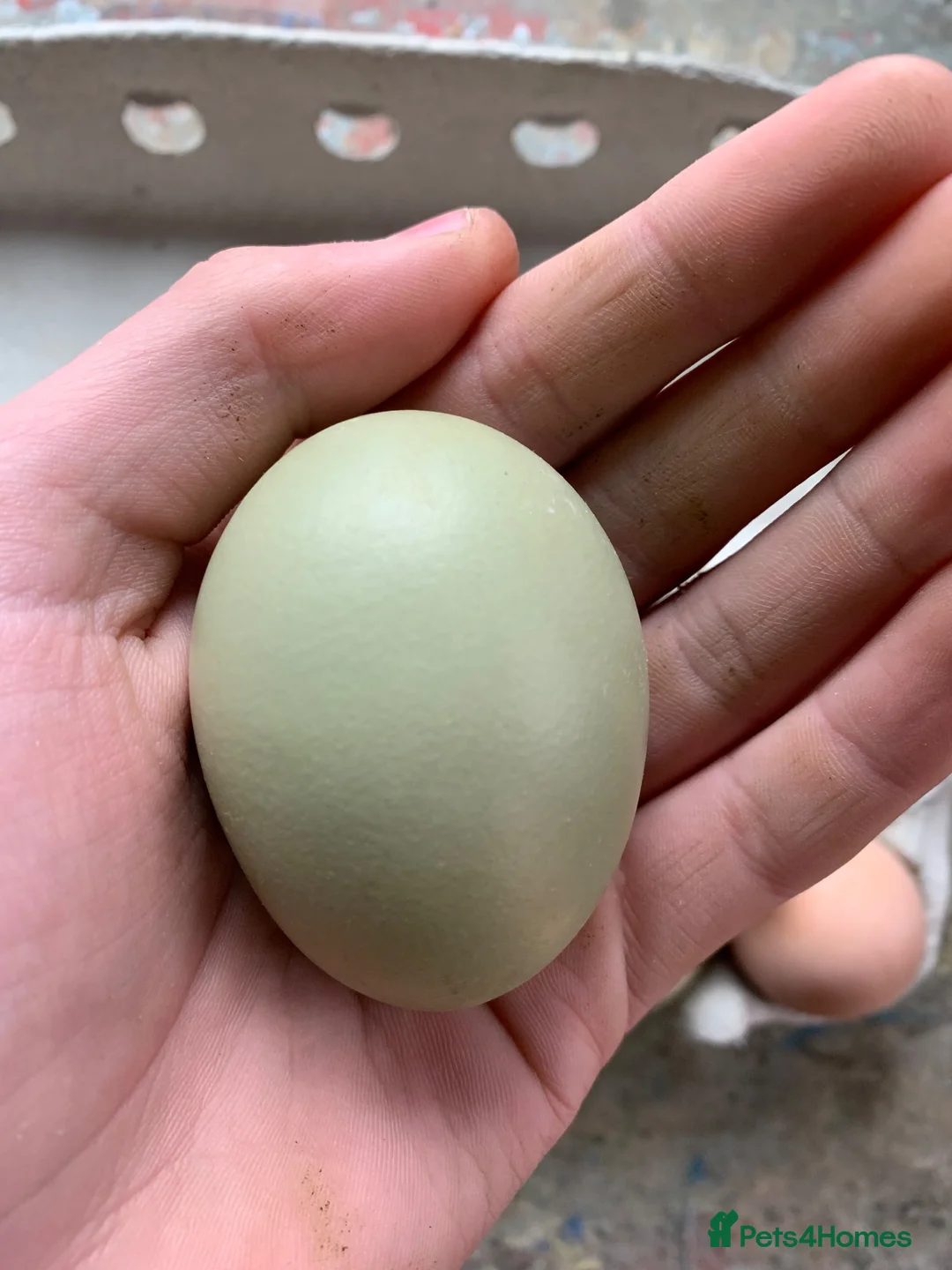Chickens poultry for sale: Chicken hatching eggs  - Advert 2