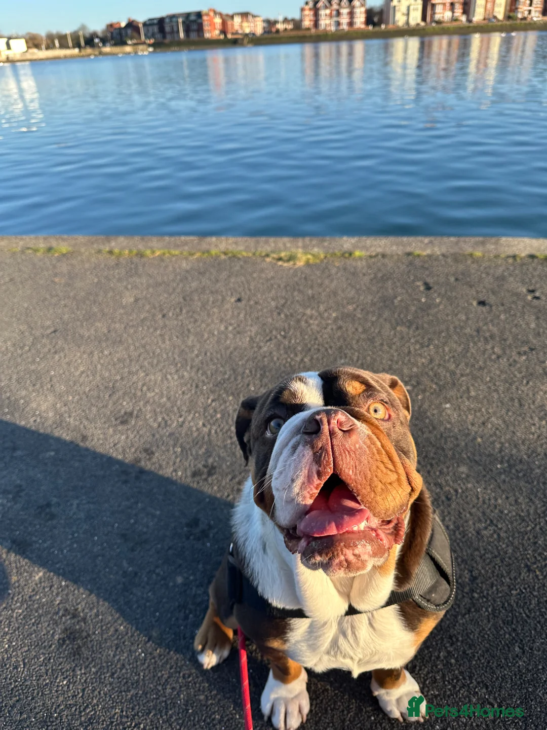 English Bulldog dogs for sale: Rolo - English bulldog  - Advert 1