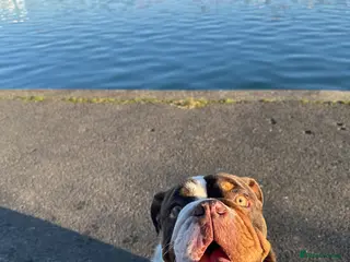 English Bulldog dogs Rolo - English bulldog - Advert 7