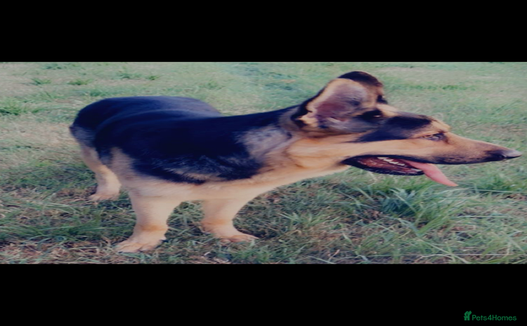 German Shepherd dogs - Advert 1