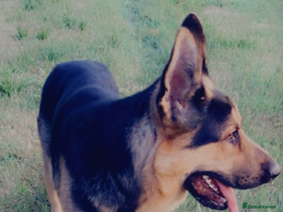 German Shepherd dogs German shepherd stud - Advert 3