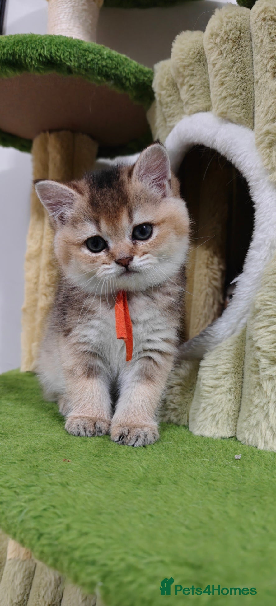 British Shorthair cats Playfull BSH kitten ready to join your family - Advert 8
