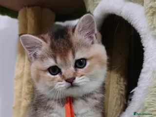 British Shorthair cats Playfull BSH kitten ready to join your family - Advert 8