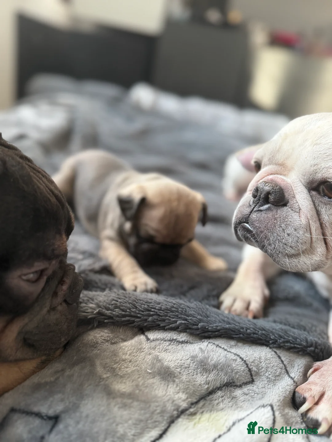 French Bulldog dogs for sale: Stunning French Bulldog Puppies  - Advert 2