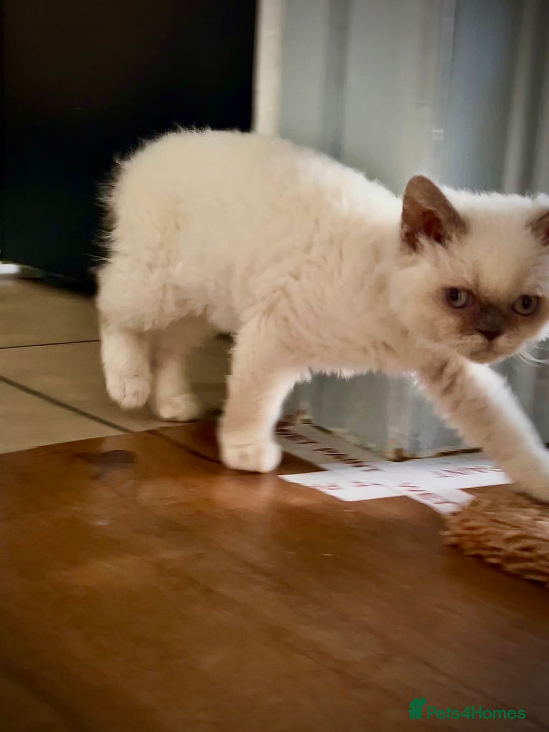 Selkirk Rex cats for sale: SELKIRK REX KITTENS  😻 - Advert 3