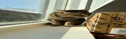 British Shorthair cats for sale: Tabby boy available  - Advert 8