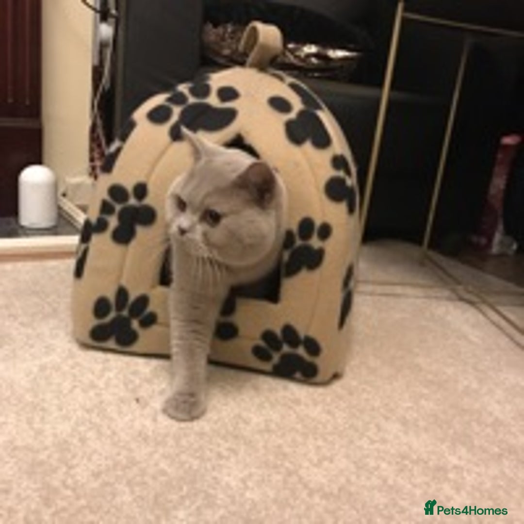 British Shorthair cats for stud: STUD ONLY in Huddersfield - Image 7