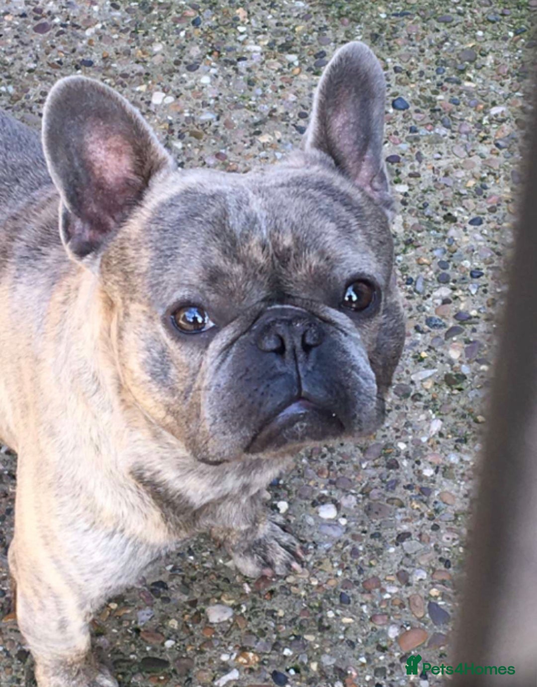 French Bulldog dogs for sale: Blue brindle French bulldog  - Image 3
