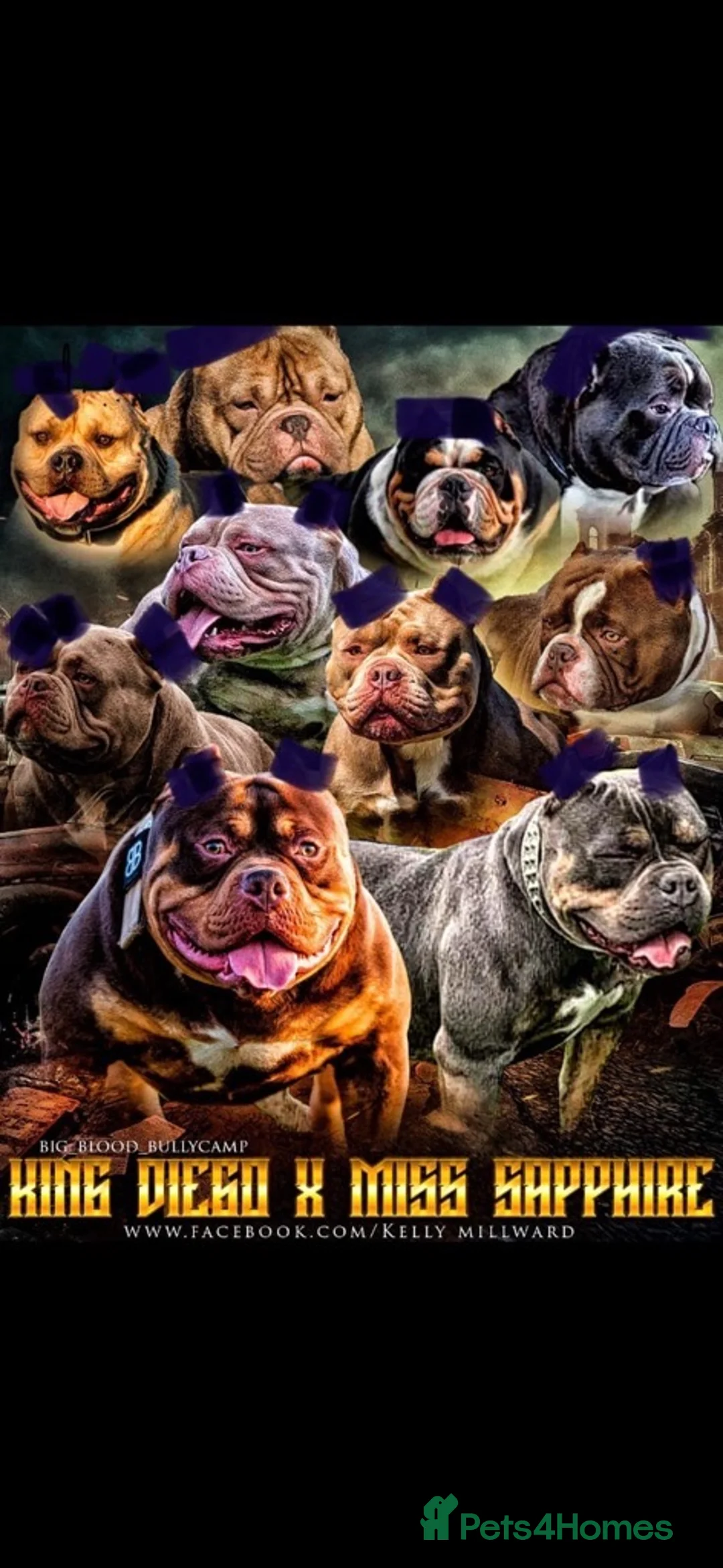 American Bully dogs for stud: Rocky – Blue Tri Pocket Bully STUD!  - Advert 2