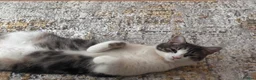 Domestic Shorthair cats for sale: Looking to re-home our bonded pair - Advert 5