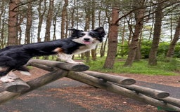 Border Collie dogs for sale: Stunning border collie puppies  - Image 2