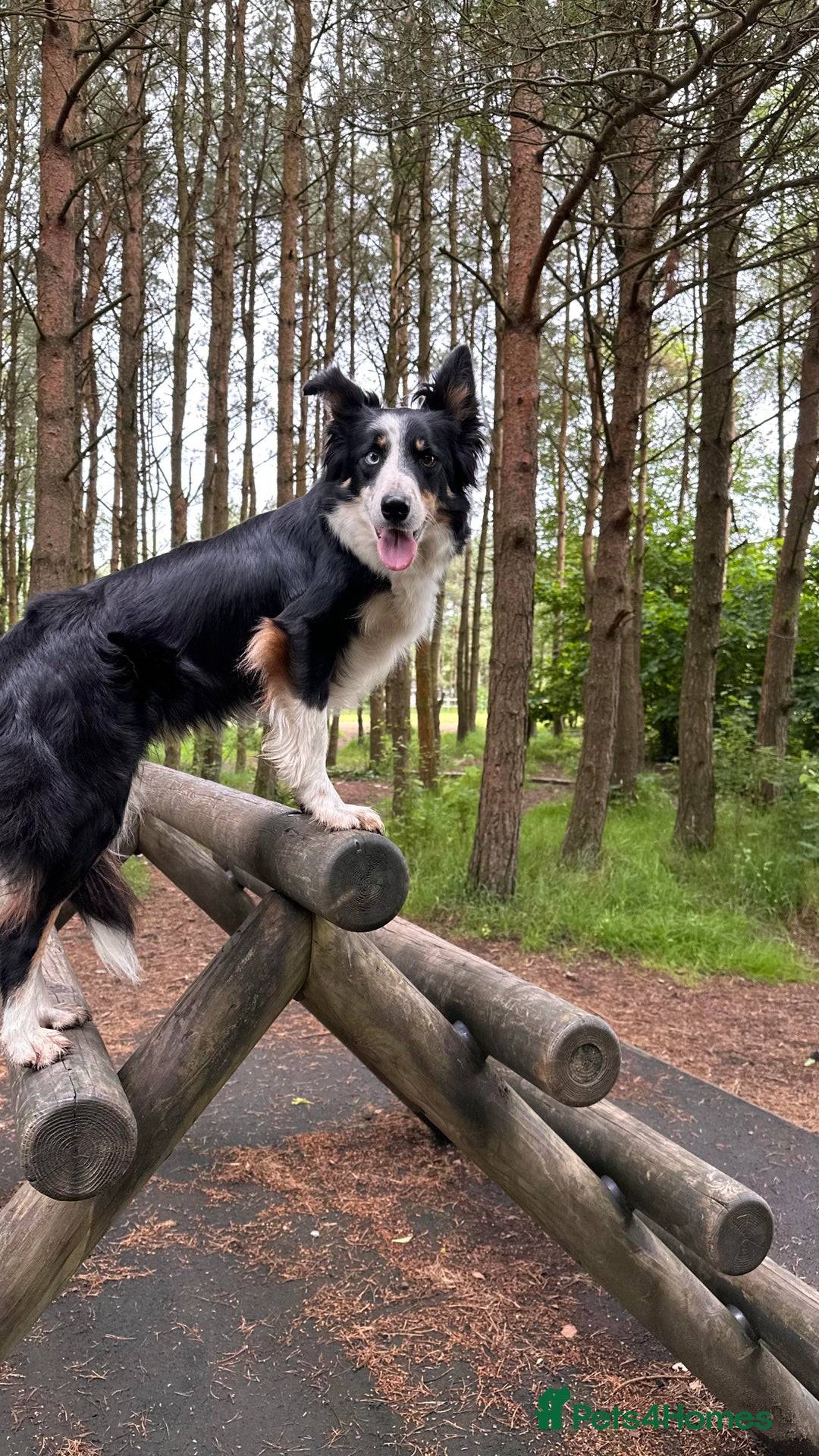 Border Collie dogs for sale: Stunning border collie puppies  - Image 2